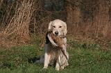 GOLDEN RETRIEVER 1013